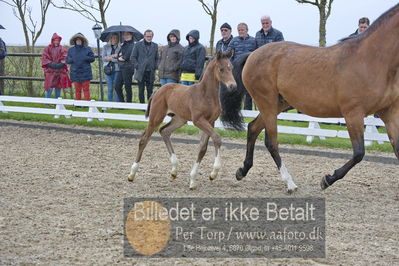 benthus 2018
Billeder fra åbenthus 2018
Nøgleord: Katrinelund;hesselhøj donkey boy;føl