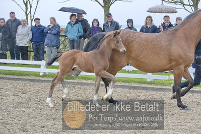 benthus 2018
Billeder fra åbenthus 2018
Nøgleord: Katrinelund;hesselhøj donkey boy;føl