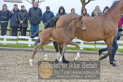 benthus 2018
Billeder fra åbenthus 2018
Nøgleord: Katrinelund;hesselhøj donkey boy;føl