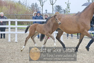 benthus 2018
Billeder fra åbenthus 2018
Nøgleord: Katrinelund;hesselhøj donkey boy;føl