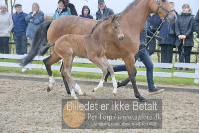 benthus 2018
Billeder fra åbenthus 2018
Nøgleord: Katrinelund;hesselhøj donkey boy;føl