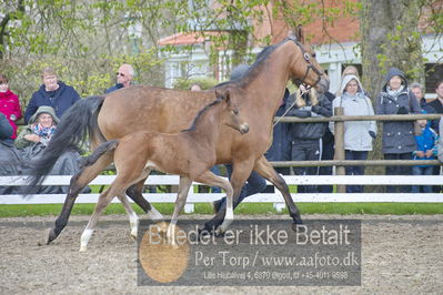 benthus 2018
Billeder fra åbenthus 2018
Nøgleord: Katrinelund;hesselhøj donkey boy;føl