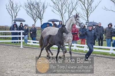 benthus 2018
Billeder fra åbenthus 2018
Nøgleord: Katrinelund;ferrari;føl