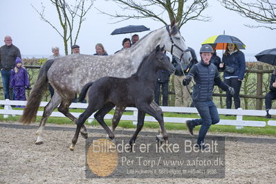 benthus 2018
Billeder fra åbenthus 2018
Nøgleord: Katrinelund;ferrari;føl