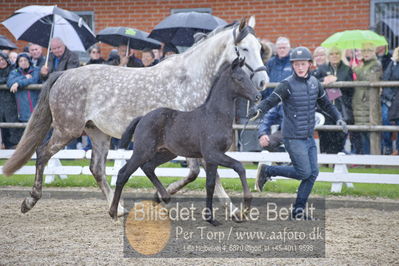 benthus 2018
Billeder fra åbenthus 2018
Nøgleord: Katrinelund;ferrari;føl