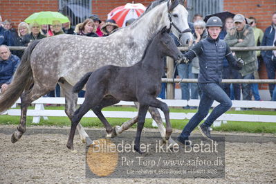 benthus 2018
Billeder fra åbenthus 2018
Nøgleord: Katrinelund;ferrari;føl