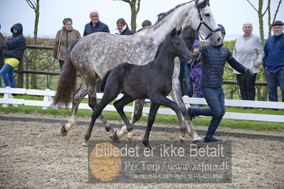 benthus 2018
Billeder fra åbenthus 2018
Nøgleord: Katrinelund;ferrari;føl