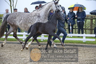 benthus 2018
Billeder fra åbenthus 2018
Nøgleord: Katrinelund;ferrari;føl