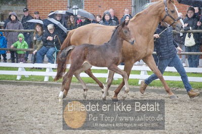 benthus 2018
Billeder fra åbenthus 2018
Nøgleord: Katrinelund;freestyle;føl