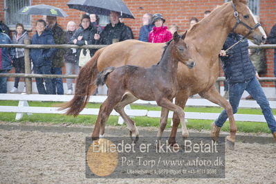 benthus 2018
Billeder fra åbenthus 2018
Nøgleord: Katrinelund;freestyle;føl