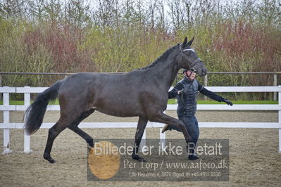 benthus 2018
Billeder fra åbenthus 2018
Nøgleord: Katrinelund;staudt;frestyle;3årshoppe