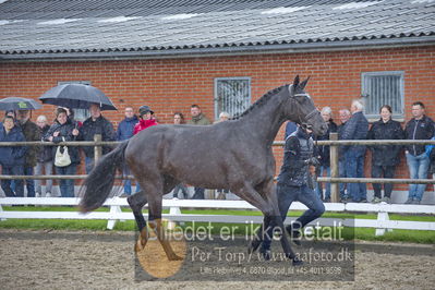 benthus 2018
Billeder fra åbenthus 2018
Nøgleord: Katrinelund;staudt;frestyle;3årshoppe