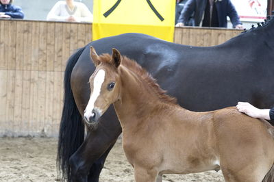 Følskue - hoppekåringer-schau
Grindsted
Nøgleord: 2018-36;lone wollesen;santiago;white star