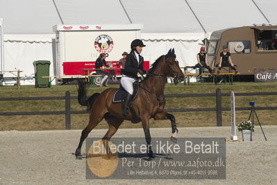 Csi1 two phases 135cm
Showjumping
Nøgleord: charlotte kondrup;dithmarsia