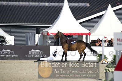 csio3 a1 150cm
Showjumping
Nøgleord: julie andrews;wilando b;styrt