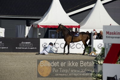 csio3 a1 150cm
Showjumping
Nøgleord: julie andrews;wilando b;styrt