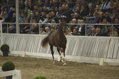 Hannoveraner Verband Hengstkörung 2018 - im halle
Hannoveraner kåring 2018- fastbund
søg på h18-xxx hvor x står for katalognr.

suche Hengst via katalognummer h18-001 = katalog nummer 1
Nøgleord: h18-097