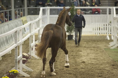 Hannoveraner Verband Hengstkörung 2018 - im halle
Hannoveraner kåring 2018- fastbund
søg på h18-xxx hvor x står for katalognr.

suche Hengst via katalognummer h18-001 = katalog nummer 1
Nøgleord: h18-097