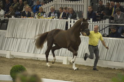 Hannoveraner Verband Hengstkörung 2018 - im halle
Hannoveraner kåring 2018- fastbund
søg på h18-xxx hvor x står for katalognr.

suche Hengst via katalognummer h18-001 = katalog nummer 1
Nøgleord: h18-097