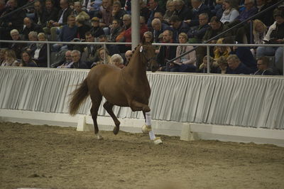 Hannoveraner Verband Hengstkörung 2018 - im halle
Hannoveraner kåring 2018- fastbund
søg på h18-xxx hvor x står for katalognr.

suche Hengst via katalognummer h18-001 = katalog nummer 1
Nøgleord: h18-098