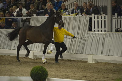 Hannoveraner Verband Hengstkörung 2018 - im halle
Hannoveraner kåring 2018- fastbund
søg på h18-xxx hvor x står for katalognr.

suche Hengst via katalognummer h18-001 = katalog nummer 1
Nøgleord: h18-099