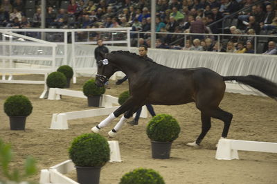 Hannoveraner Verband Hengstkörung 2018 - im halle
Hannoveraner kåring 2018- fastbund
søg på h18-xxx hvor x står for katalognr.

suche Hengst via katalognummer h18-001 = katalog nummer 1
Nøgleord: h18-101