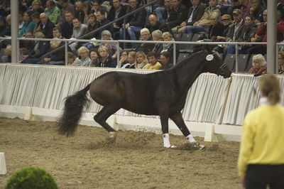 Hannoveraner Verband Hengstkörung 2018 - im halle
Hannoveraner kåring 2018- fastbund
søg på h18-xxx hvor x står for katalognr.

suche Hengst via katalognummer h18-001 = katalog nummer 1
Nøgleord: h18-102