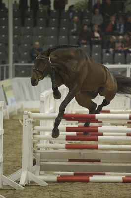 Hannoveraner Verband Hengstkörung 2018- freejumping
