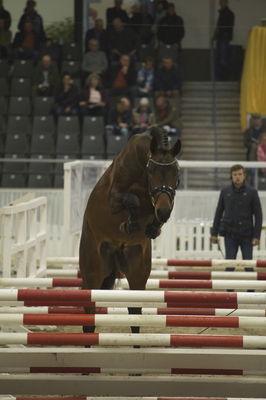 Hannoveraner Verband Hengstkörung 2018- freejumping
