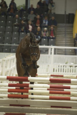 Hannoveraner Verband Hengstkörung 2018- freejumping
