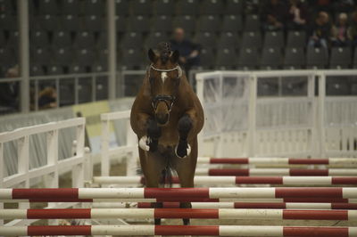 Hannoveraner Verband Hengstkörung 2018- freejumping
Nøgleord: h18-005