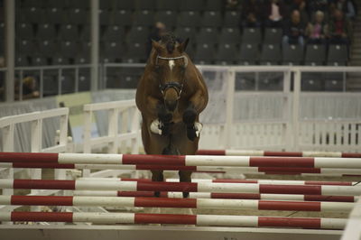 Hannoveraner Verband Hengstkörung 2018- freejumping
Nøgleord: h18-005