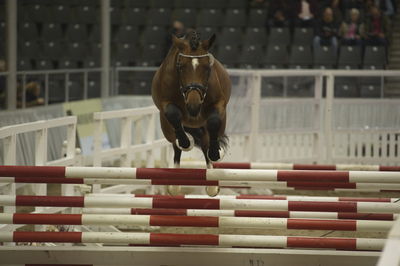 Hannoveraner Verband Hengstkörung 2018- freejumping
Nøgleord: h18-005