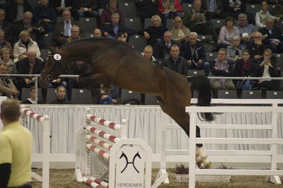 Hannoveraner Verband Hengstkörung 2018- freejumping
Nøgleord: h18-006