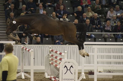 Hannoveraner Verband Hengstkörung 2018- freejumping
Nøgleord: h18-006