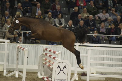 Hannoveraner Verband Hengstkörung 2018- freejumping
Nøgleord: h18-007