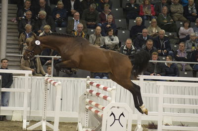 Hannoveraner Verband Hengstkörung 2018- freejumping
Nøgleord: h18-007