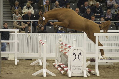 Hannoveraner Verband Hengstkörung 2018- freejumping
Nøgleord: h18-008