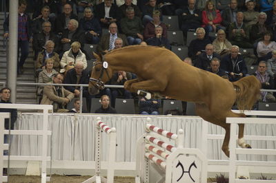 Hannoveraner Verband Hengstkörung 2018- freejumping
Nøgleord: h18-008