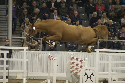 Hannoveraner Verband Hengstkörung 2018- freejumping
Nøgleord: h18-008
