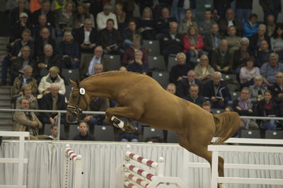 Hannoveraner Verband Hengstkörung 2018- freejumping
Nøgleord: h18-008