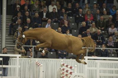 Hannoveraner Verband Hengstkörung 2018- freejumping
Nøgleord: h18-008