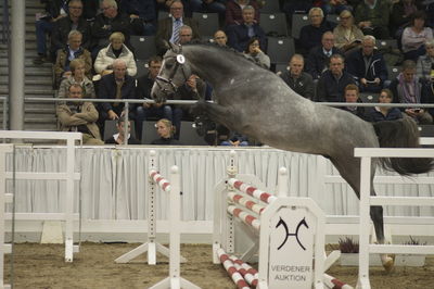 Hannoveraner Verband Hengstkörung 2018- freejumping
