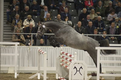 Hannoveraner Verband Hengstkörung 2018- freejumping
