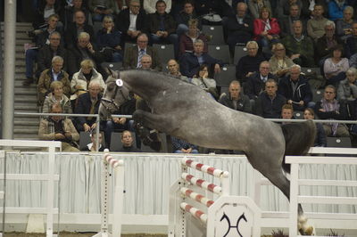 Hannoveraner Verband Hengstkörung 2018- freejumping
