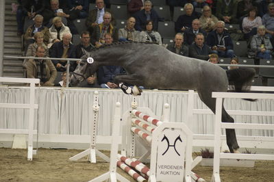Hannoveraner Verband Hengstkörung 2018- freejumping
Nøgleord: h18-011