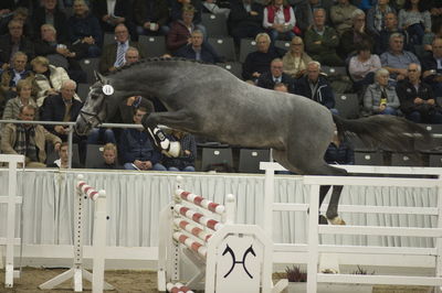 Hannoveraner Verband Hengstkörung 2018- freejumping
Nøgleord: h18-011