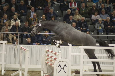 Hannoveraner Verband Hengstkörung 2018- freejumping
Nøgleord: h18-011