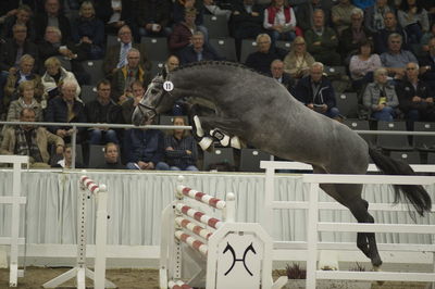 Hannoveraner Verband Hengstkörung 2018- freejumping
Nøgleord: h18-011