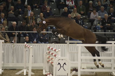 Hannoveraner Verband Hengstkörung 2018- freejumping
Nøgleord: h18-010